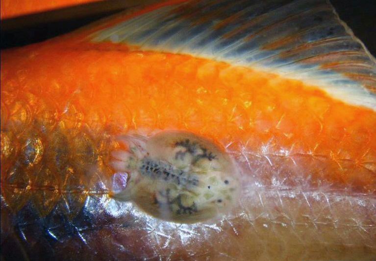 ran-ca-1540262961 ran-ca-1540262961